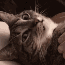 Cats Funny GIF - Cats Funny Gif GIFs