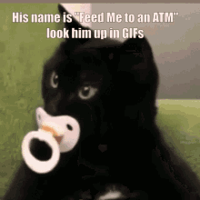 Cat Dummy GIF - Cat Dummy Pacifier GIFs