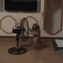 Kinakalmot Paningning GIF - Kinakalmot Paningning The Real Paningning GIFs