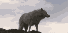 wolf animal