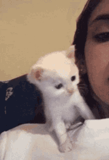 kitten kiss kitten kiss so cute cute kitten kiss kitten kiss so cute cute