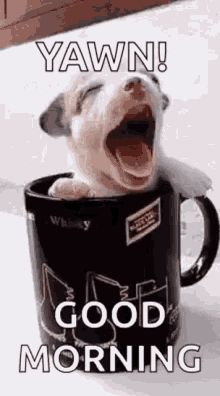 puppy cup good morning cute puppy yawn