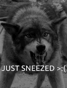 Just Sneezed Wolf Sneezed GIF - Just Sneezed Wolf Sneezed Candiwandi GIFs