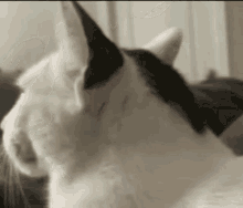 Aazninteen07 Cat Meme Face GIF - Aazninteen07 Cat Meme Face Cat GIFs
