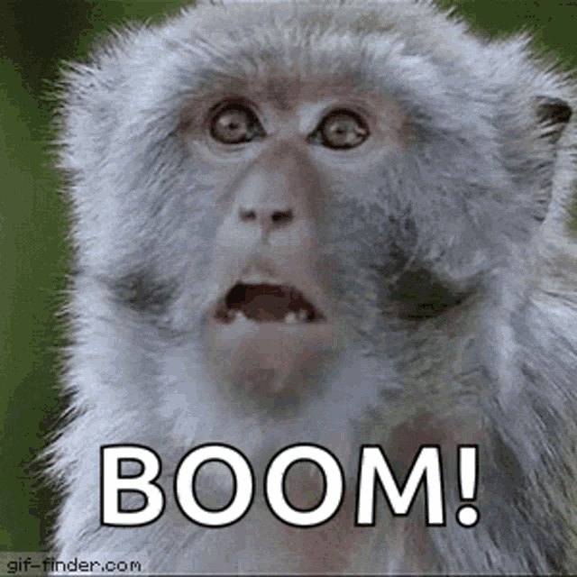 Baboon Monkey GIF - Baboon Monkey Shocked - Discover &amp; Share GIFs