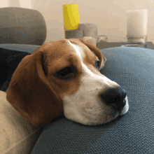Beagle No GIF - Beagle No No No GIFs