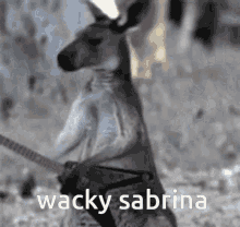 Wacky Sabrina GIF - Wacky Sabrina Omori GIFs