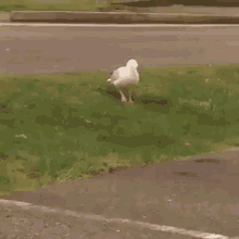 Seagull Stomping GIF - Seagull Stomping Birdstomping GIFs
