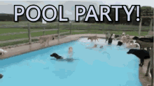 Pool Party GIF - Pool Party Puppy Party Dog Swimming GIFs