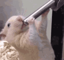 Mouse Drink GIF - Mouse Drink Cool Down GIFs