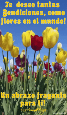 Tulips GIF - Tulips GIFs