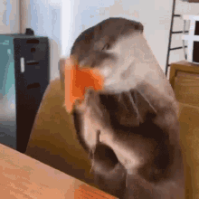 Eating Hungry GIF - Eating Hungry Otter GIFs