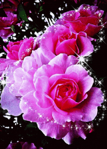Rose Flower Pink Rose GIF - Rose Flower Pink Rose Flower GIFs