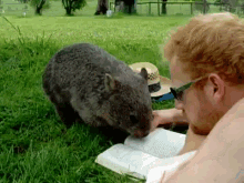 Pay Attention GIF - Animals Wallaby Cute GIFs