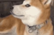 Doge Weird GIF - Doge Weird Weird Dog GIFs