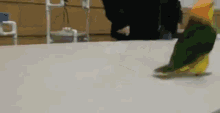 This Bird GIF - This Bird Is GIFs