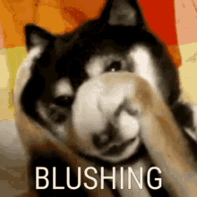 Blushing Doggo GIF - Blushing Doggo Shiba GIFs