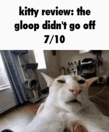 Kitty Review Kitty GIF - Kitty Review Kitty Gloop GIFs