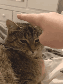 Catpat Cat Pat Smokey There There GIF - Catpat Cat Pat Smokey There There GIFs