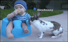 ffxi bunny steals cookie baby