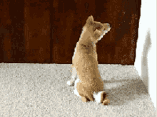 Animals What GIF - Animals What Bend Neck GIFs