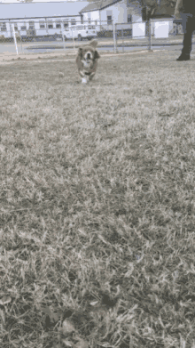 Corgi Dog GIF - Corgi Dog Beagle GIFs