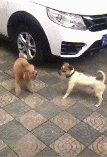 Dog Fight GIF - Dog Fight Angry GIFs