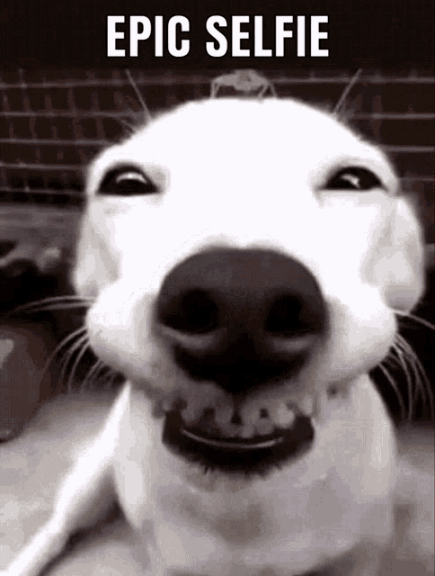 Epic Selfie Funny Dog GIF - Epic Selfie Funny Dog Selfie Dog GIFs