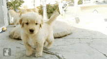 golden retriever attack puppy
