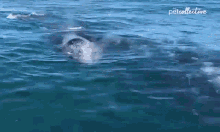 swim dive dip sea plunge swim dive dip sea plunge
