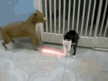 Cat Force Catisyourfather GIF - Cat Force Catisyourfather Cat Vs Dog GIFs