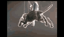 Show Ride GIF - Show Ride Darkness GIFs