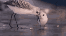 Vogeltje Bird GIF - Vogeltje Bird Push GIFs