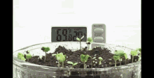 Growth Plants GIF - Growth Plants Timelapse GIFs
