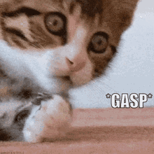 Gasp Cat GIF - Gasp Cat Shocked GIFs
