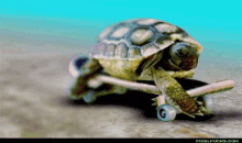 Turtle Skateboarding GIF - Turtle Skateboarding GIFs