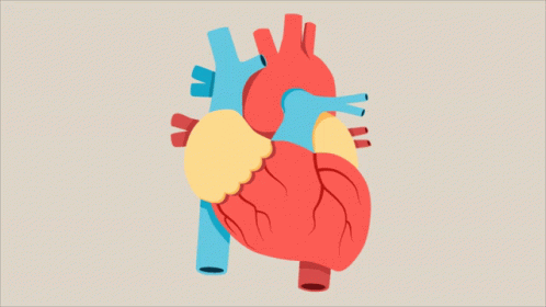 Human Heart Cartoon GIFs | Tenor