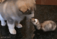 Puppy Ferret GIF - Puppy Ferret GIFs