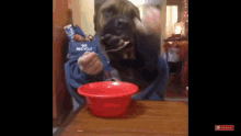 Funny Eating GIF - Funny Eating Dog GIFs