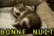 Bonne Nuit GIF - Bonne Nuit Cat Yawn GIFs