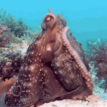 Cleaning My Body Octonation GIF - Cleaning My Body Octonation Maori Octopus GIFs