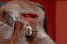 Monkey Phone GIF - Monkey Phone Call Phone GIFs