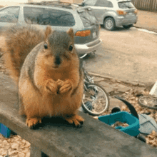 Squirrel Eating GIF - Squirrel Eating Nom Nom GIFs