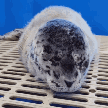 Tired Marine Mammal Rescue GIF - Tired Marine Mammal Rescue Baby Seal GIFs