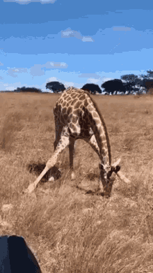 Girafa Giraffe GIF - Girafa Giraffe Death Drop GIFs