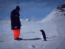 Antarctica GIF - Antarctica GIFs