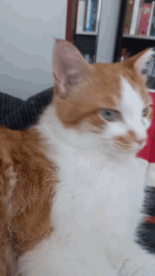 Cat Surprised Cat GIF - Cat Surprised Cat Cat Surprised GIFs