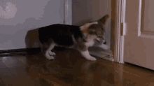 doorstop corgi dog fight cute