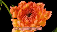 happy anniversary congratulations flower