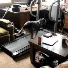Running The Pet Collective GIF - Running The Pet Collective Treadmill GIFs